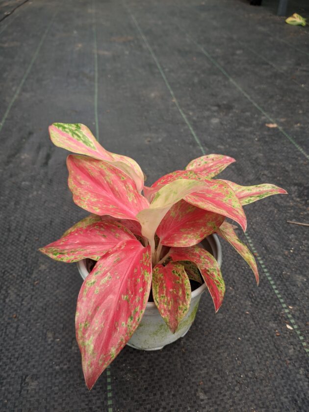 Aglaonema Red moon (medium)