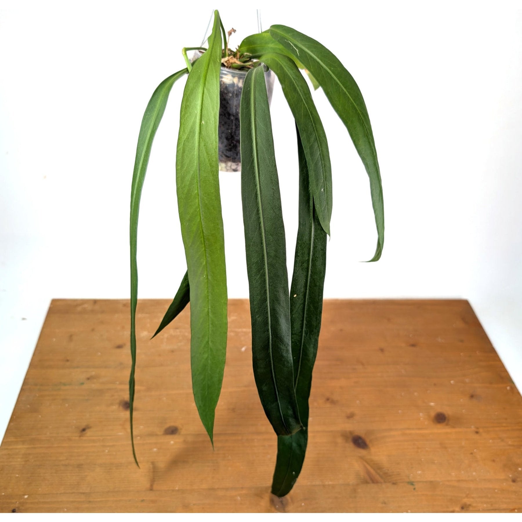 Anthurium Vittarifolium close up leaf detail – healthy nursery plant – Foliages.in