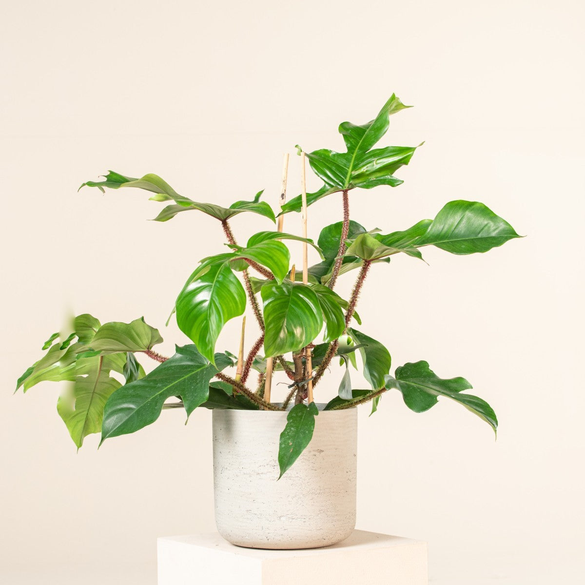 Philodendron Squamiferum