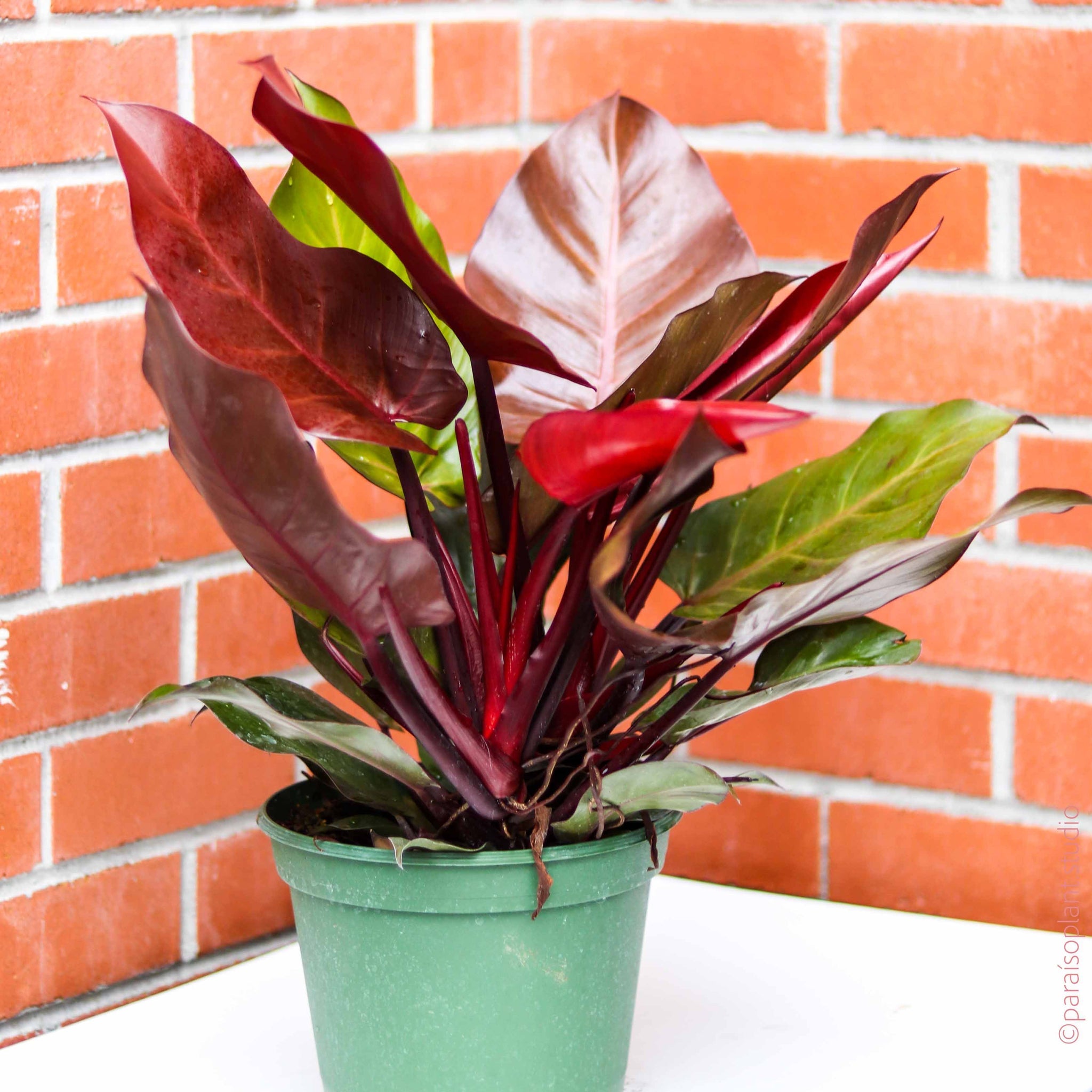 Philodendron Mccolley's finale