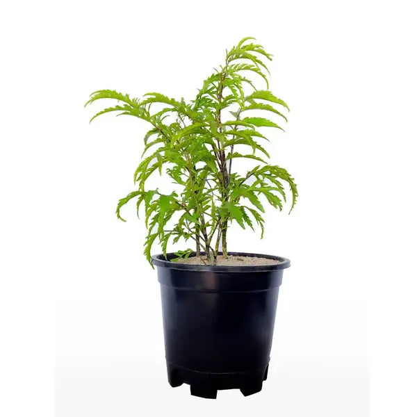 Parsley Aralia | Polyscias Crispata | Polyscias fruticosa