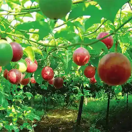 Purple Passion Fruit Plant