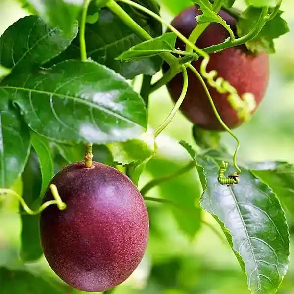 Purple Passion Fruit Plant