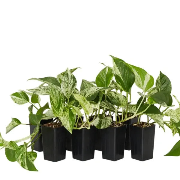Marble Queen Pothos – Money Plant
