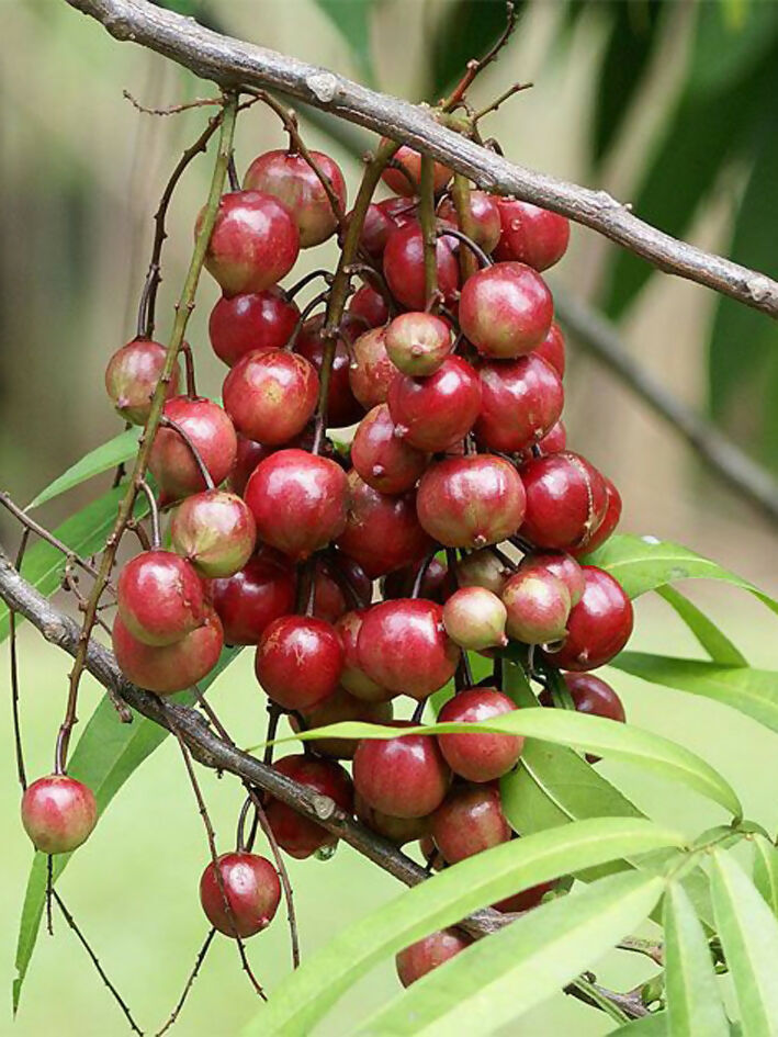 Terengganu Cherry Fruit Plants (Lepisanthes Alata)