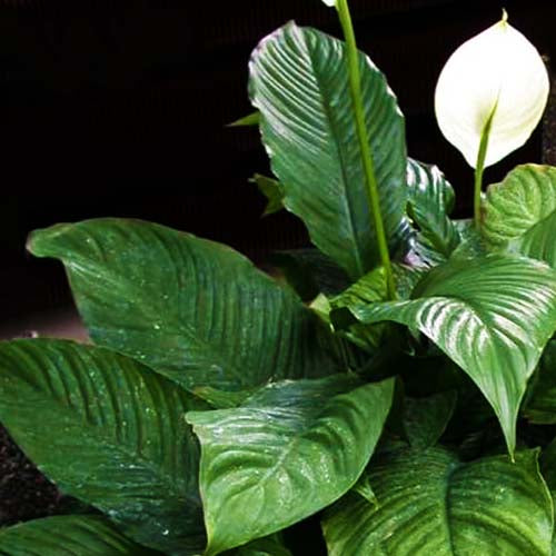 Peace Lily 'Mauna Loa'/ Broad leaf peace lily
