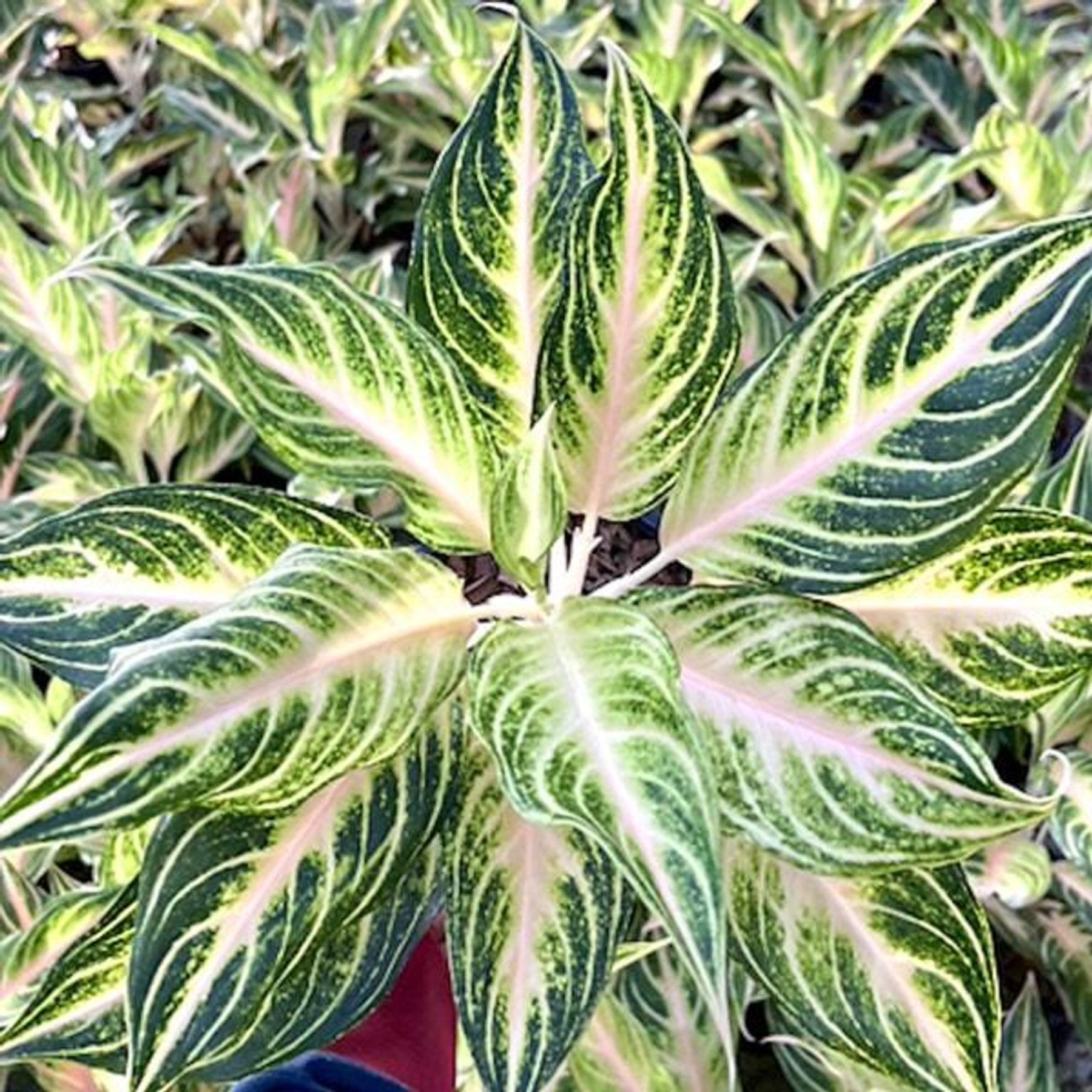Aglaonema Peach Panama close up leaf detail – healthy nursery plant – Foliages.in