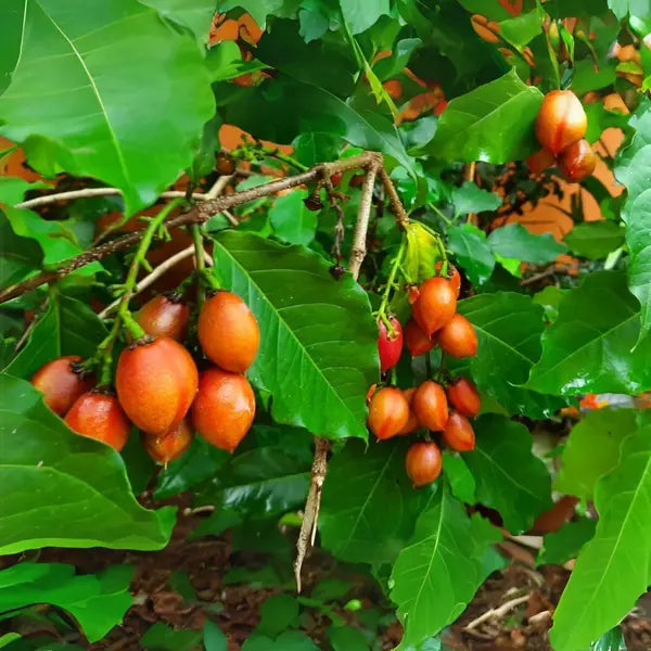 Peanut Butter Fruit Plant - Live Tropical Fruit