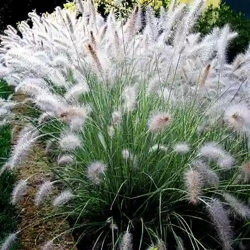 Fountain Grass- Dwarf Fountain Grass 'Hameln'