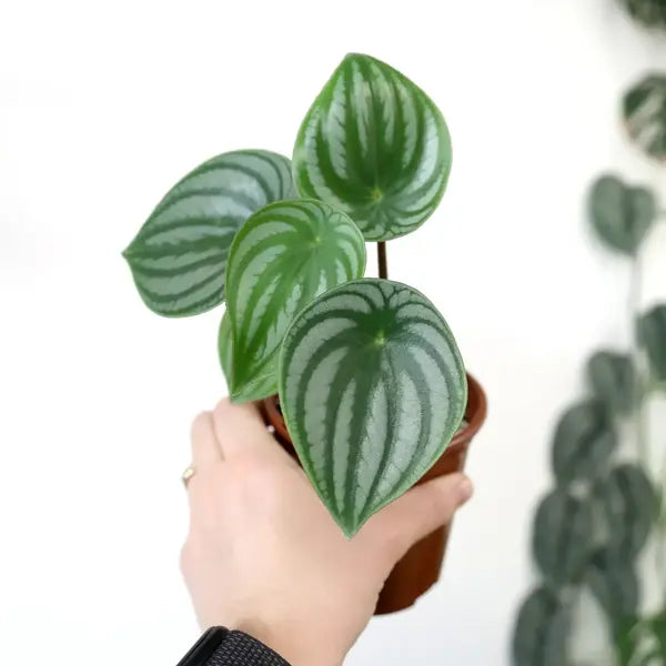 Watermelon Peperomia, Peperomia Argyreia