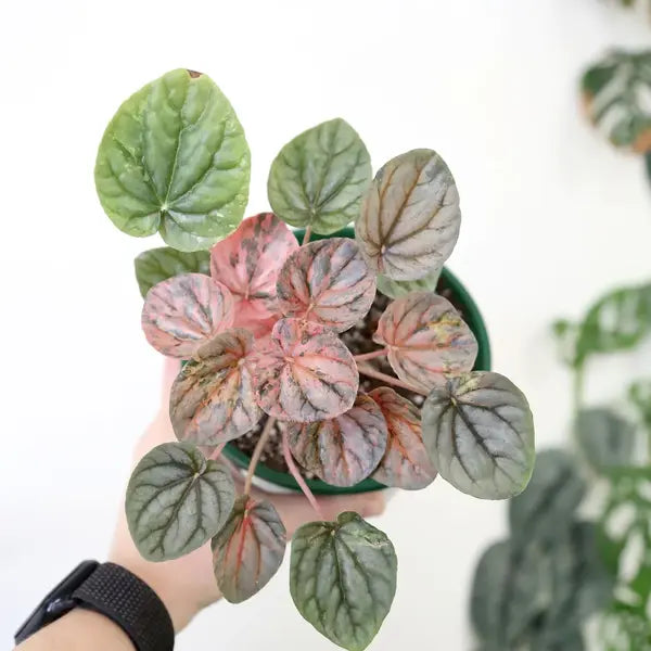 Peperomia Pink Lady