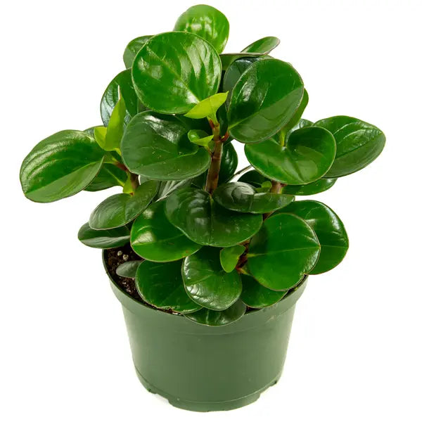 Baby Rubber Plant (Peperomia Obtusifolia)
