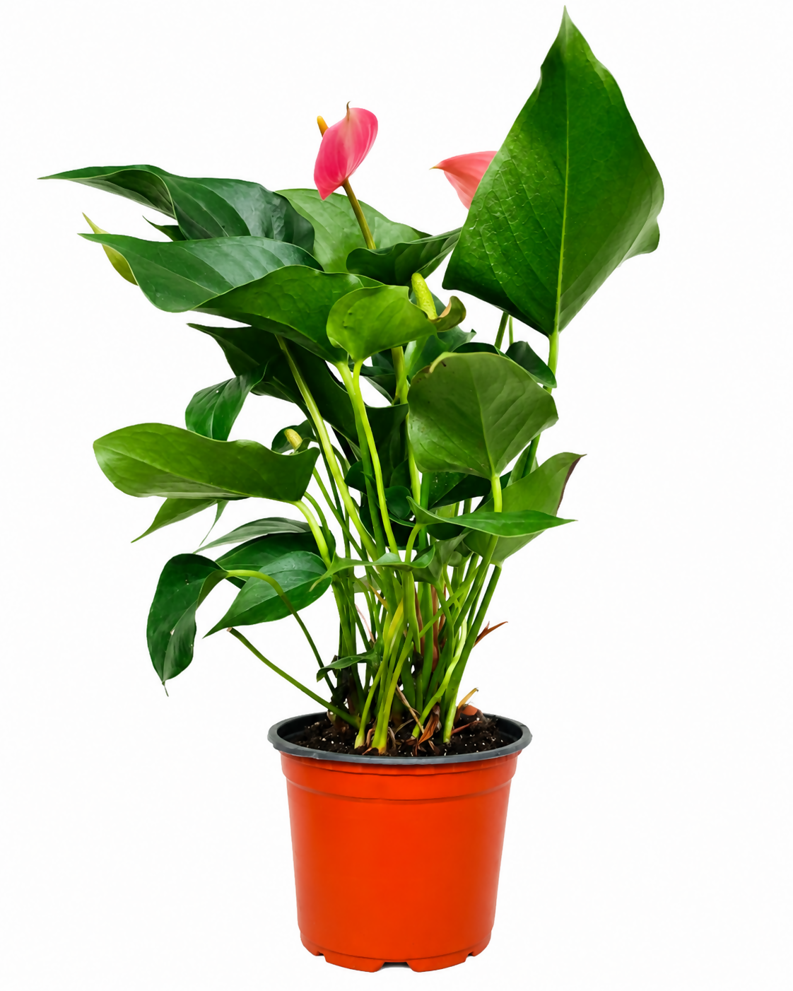 Anthurium pink miniature- Heavy Bushy Flowering Anthurium- The Lush Flora