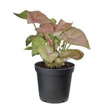 Syngonium pink