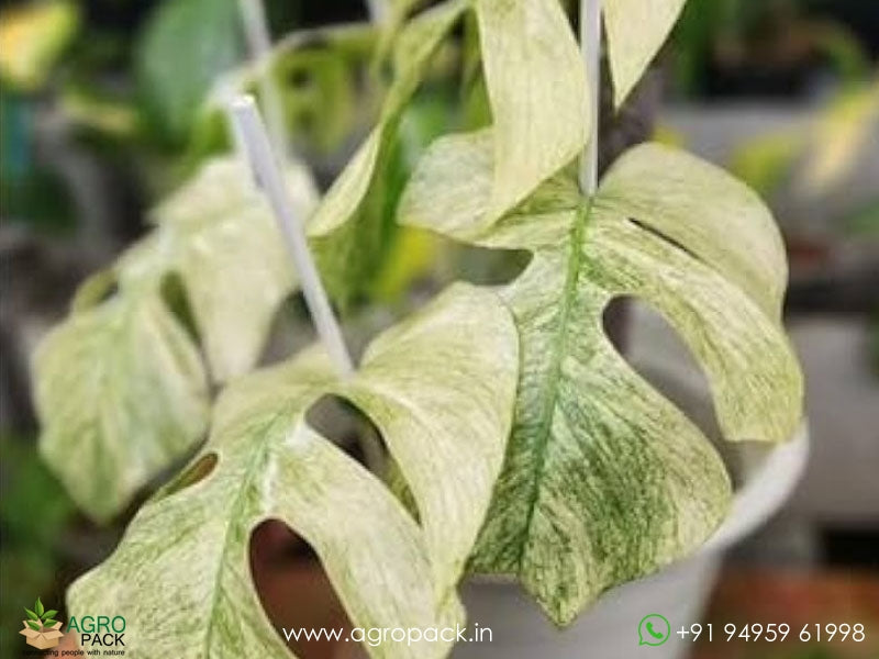philodendron amydrium Philodendron Amydrium Mint varigated – Foliages.in