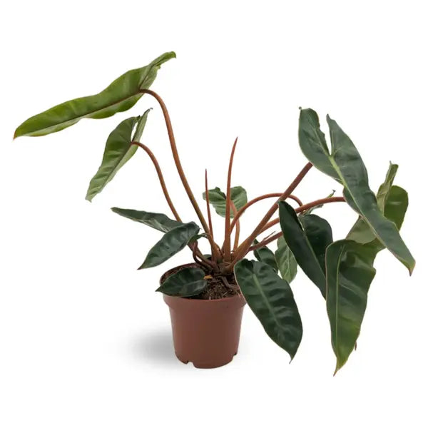 Philodendron Billietiae - Rare plant