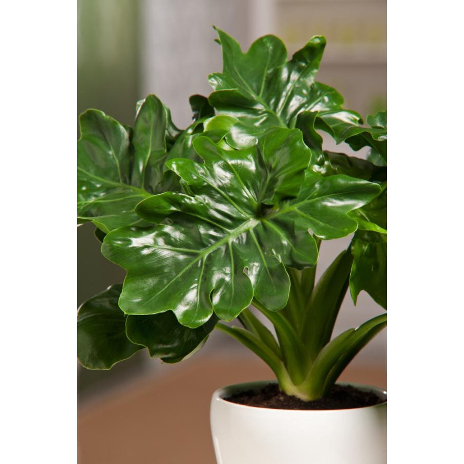 Philodendron Super Atom close up leaf detail – healthy nursery plant – Foliages.in