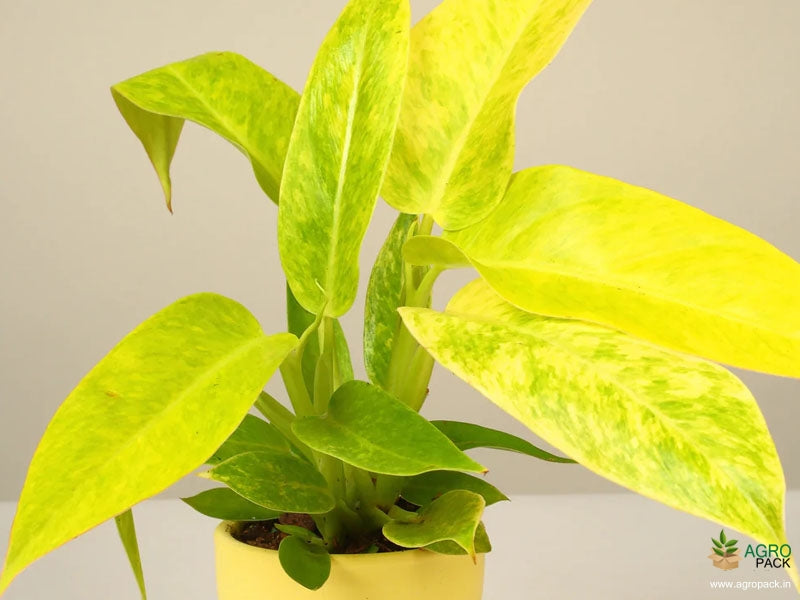 Philodendron Golden Calkins