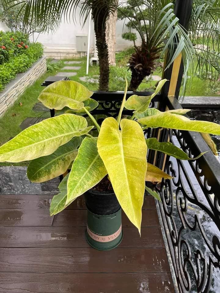 Philodendron Golden Calkins