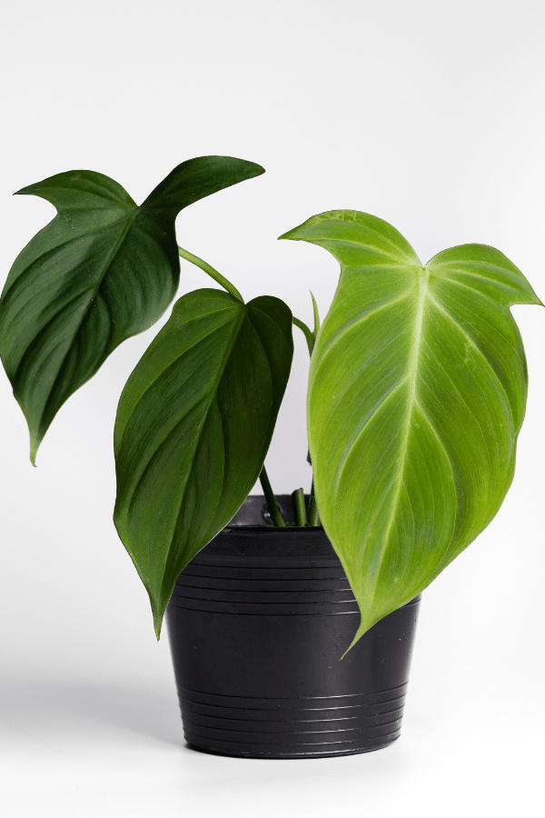 Philodendron camposportoanum