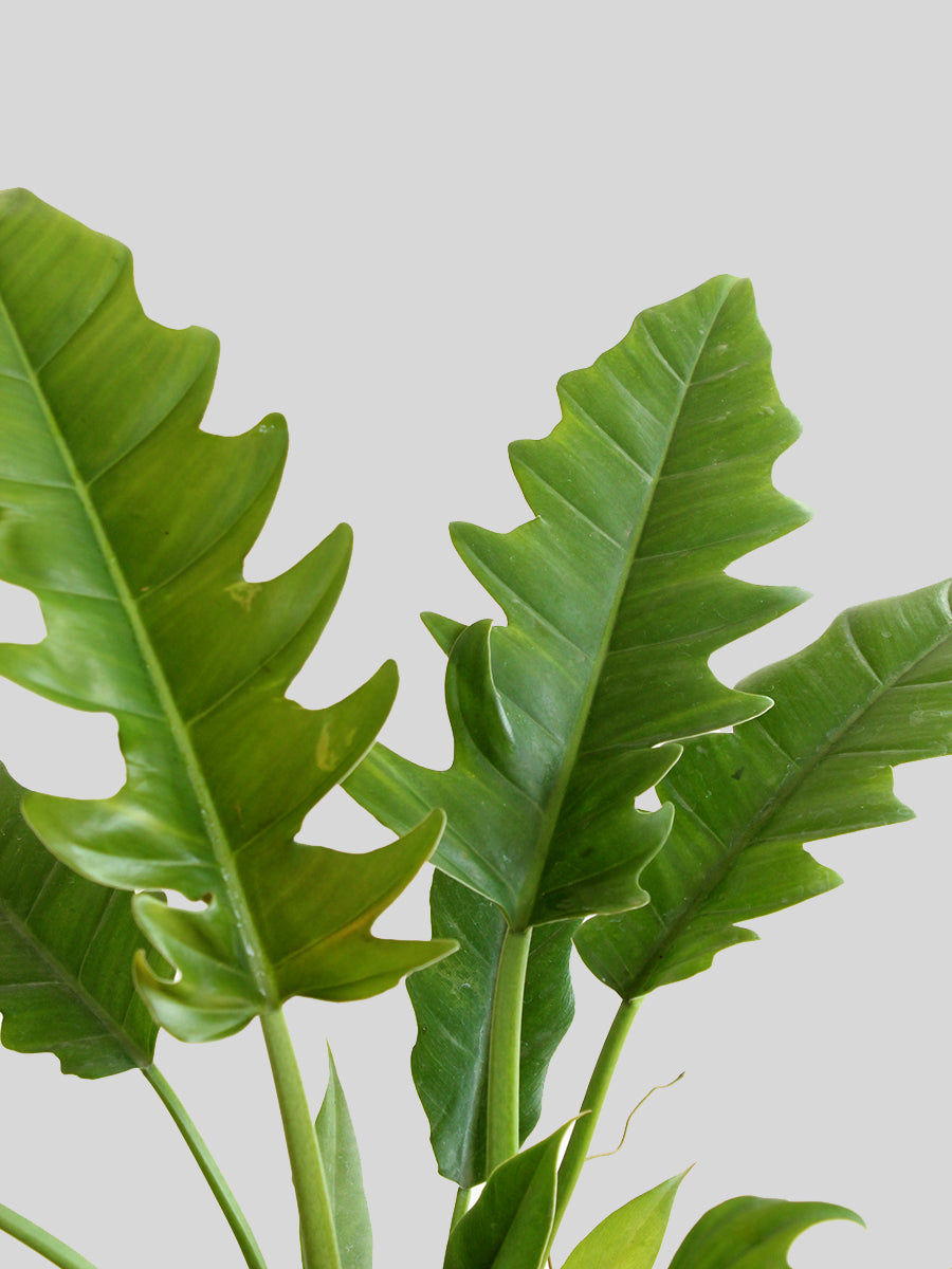 Philodendron Narrow escape