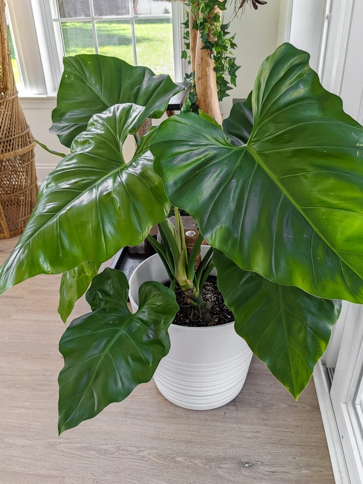 Philodendron Giganteum
