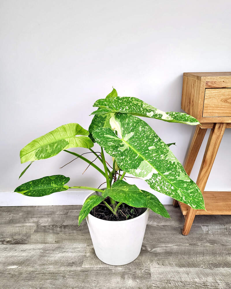 Philodendron Jose bueno