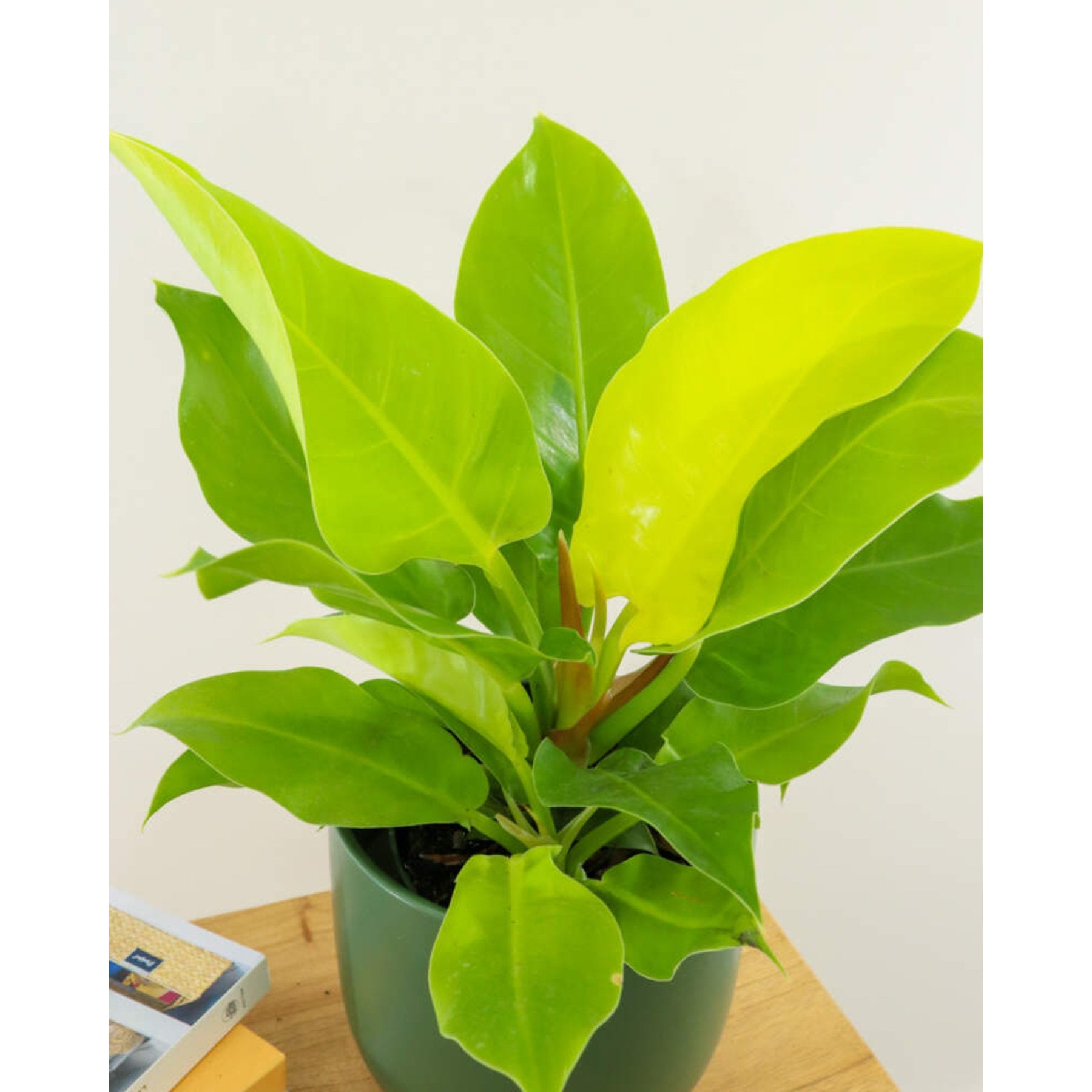 Philodendron Moonshine close up leaf detail – healthy nursery plant – Foliages.in