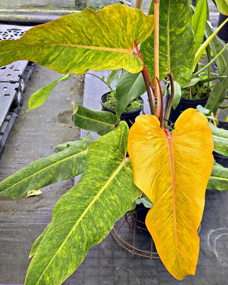 Philodendron Orange Marmalade