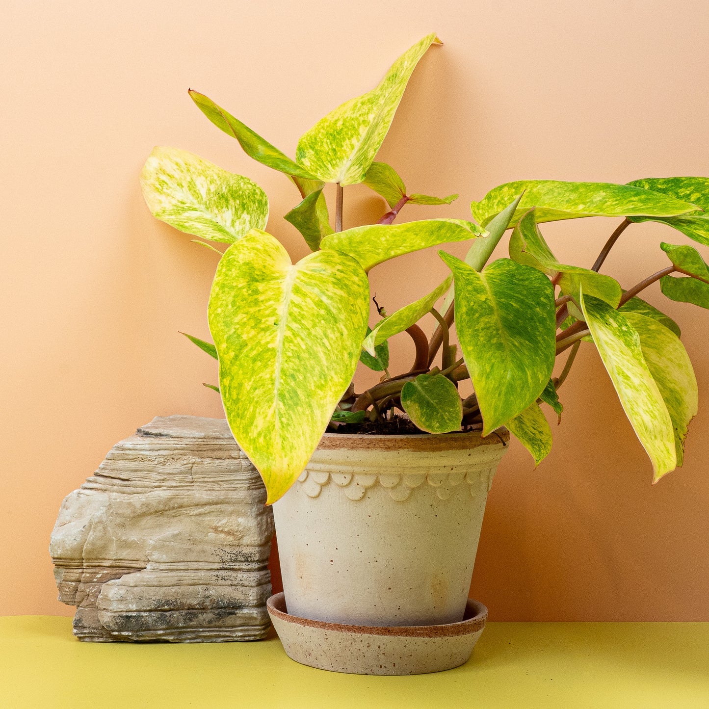 Philodendron Painted Lady