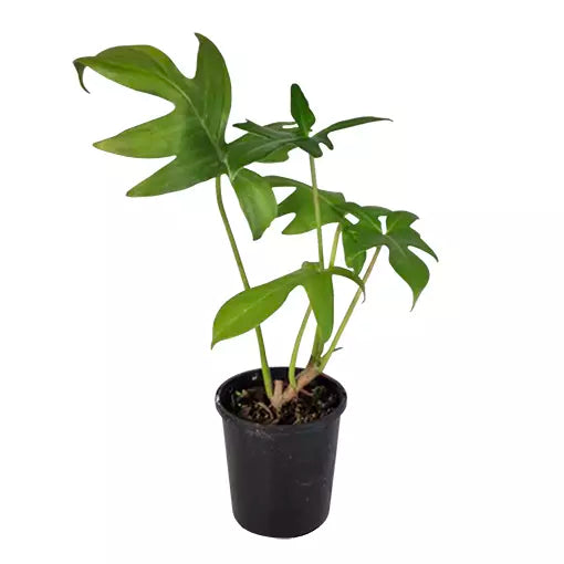 Philodendron pedatum
