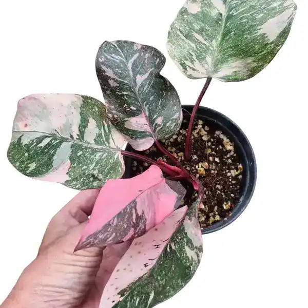 Philodendron Pink Princess Galaxy