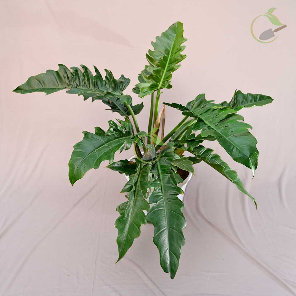 Philodendron Pluto