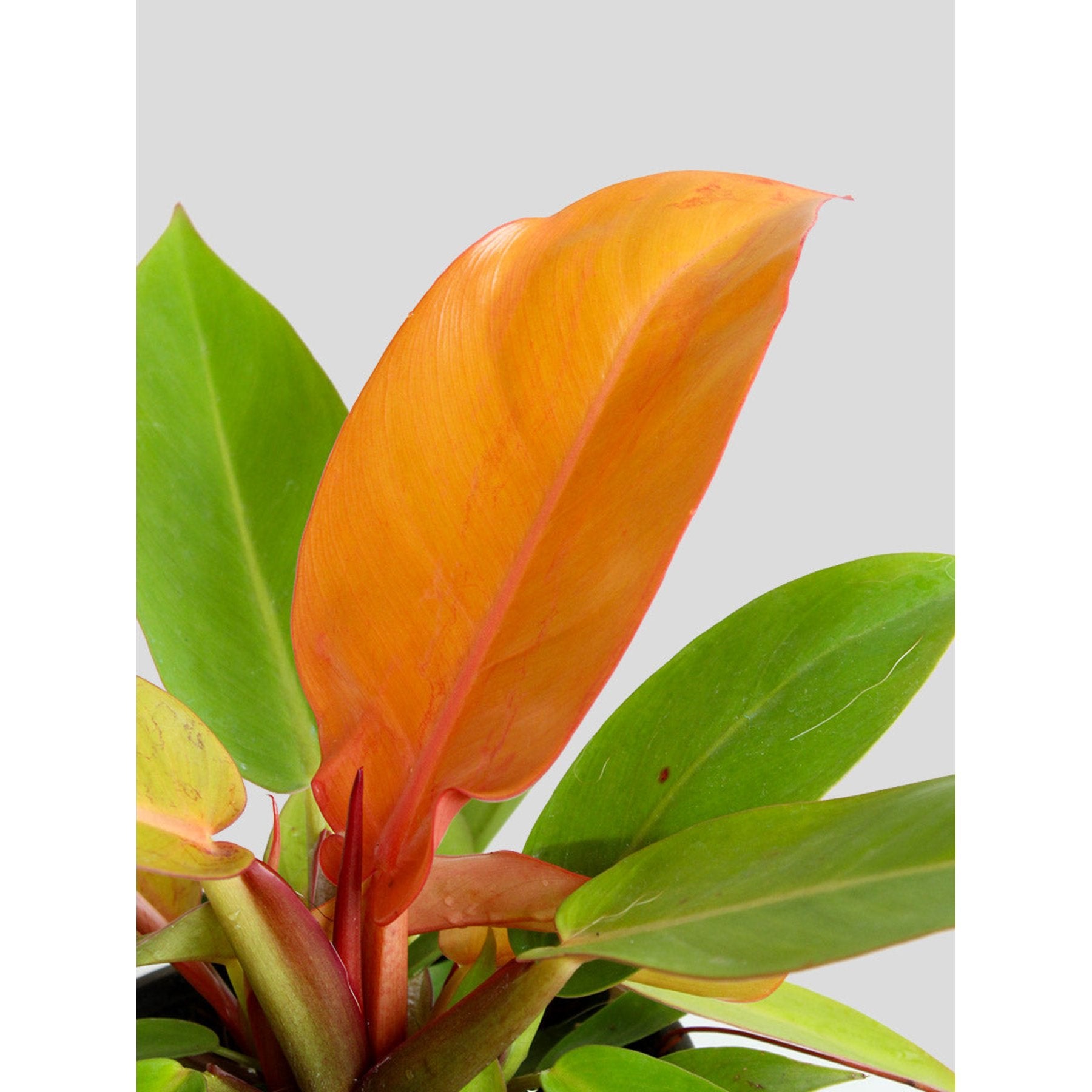 Philodendron Prince of Orange close up leaf detail – healthy nursery plant – Foliages.in
