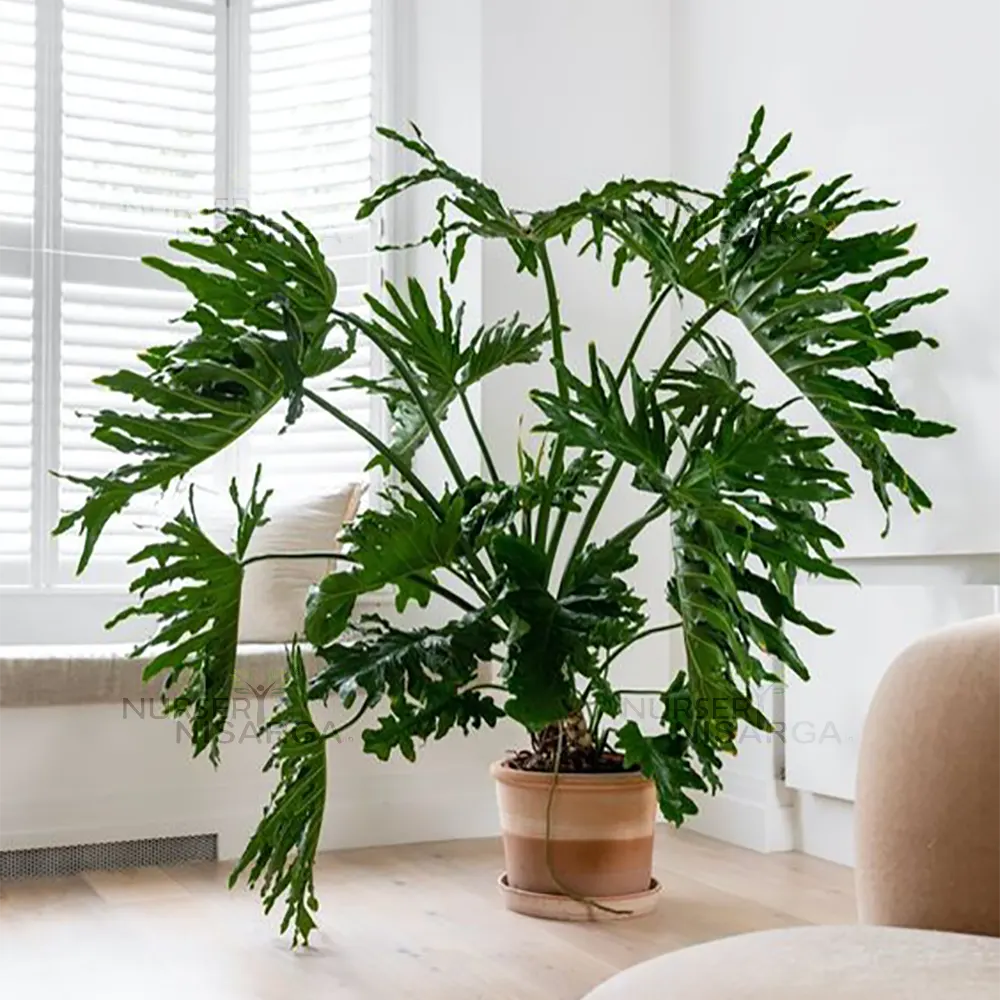 Philodendron Selloum Green