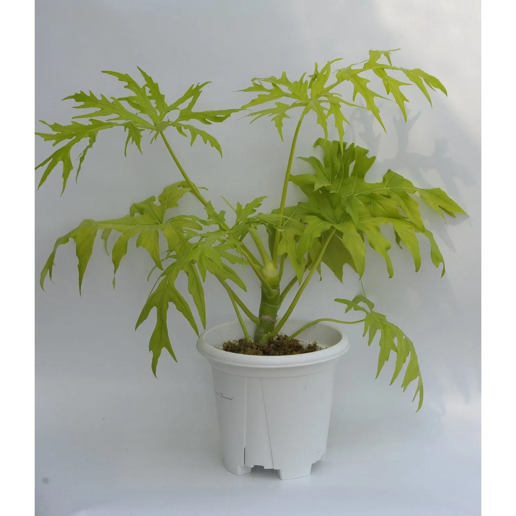 Philodendron Selloum Gold healthy live foliage plant – Foliages India