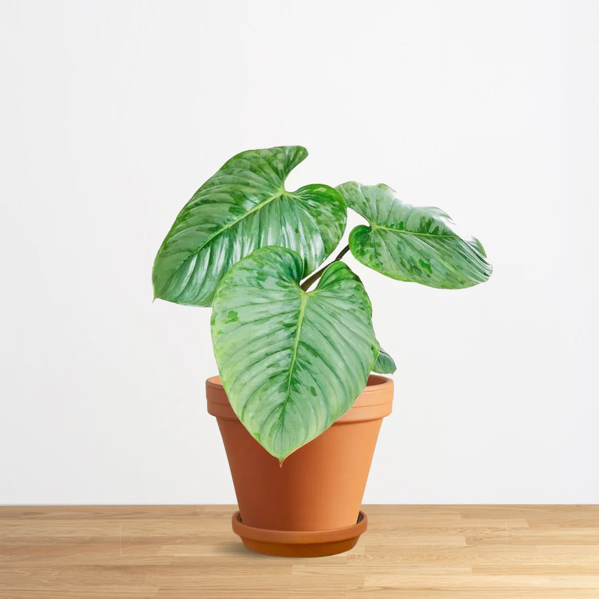 Philodendron sodiroi