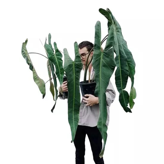 Philodendron Spiritus-Sancti- Rare Plant