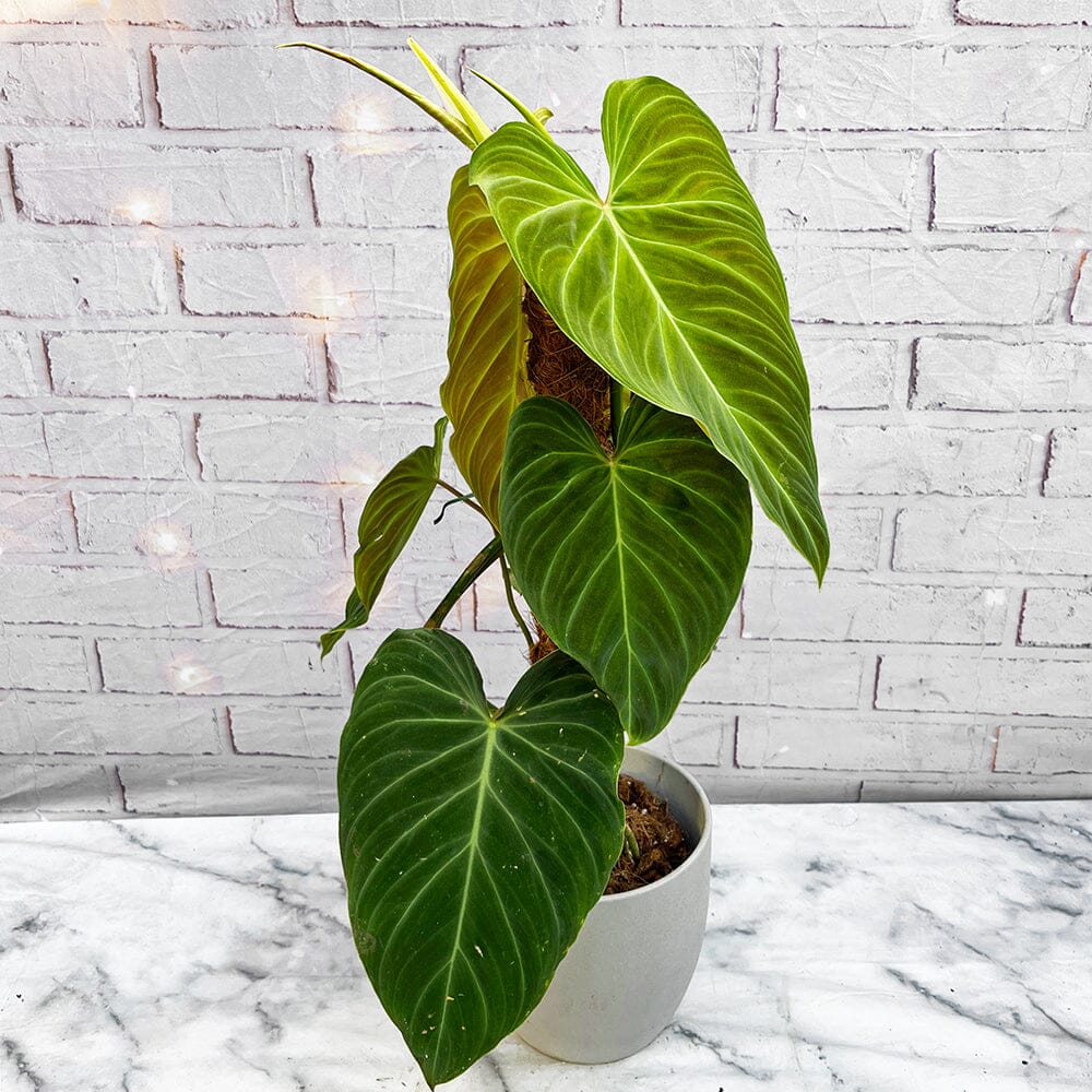 Philodendron Splendid