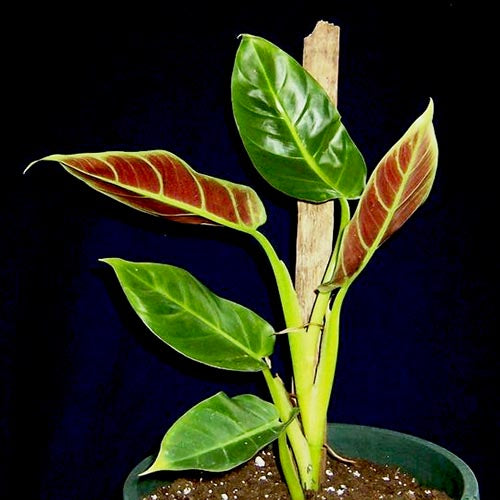 Philodendron Subhastatum