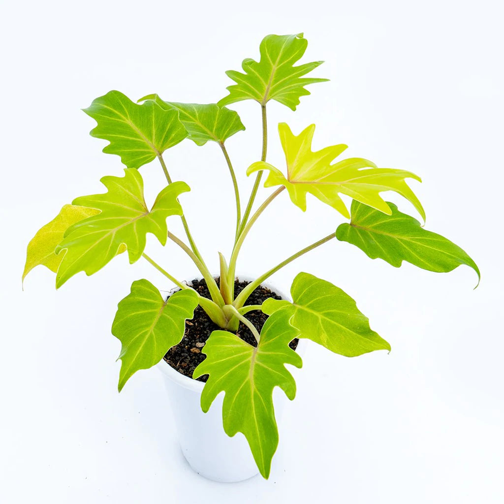 Philodendron Xanadu Gold