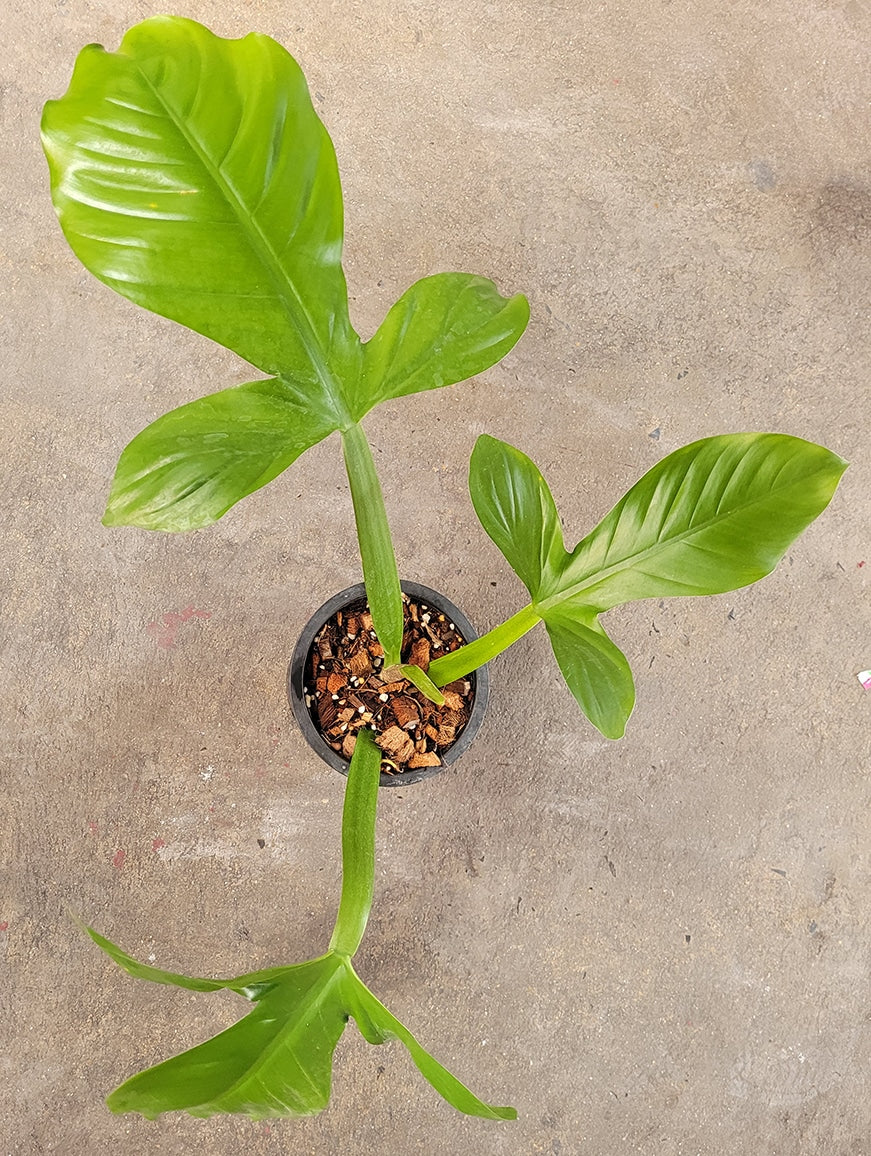 Philodendron Applanatum