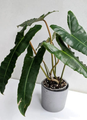 Philodendron atabapoense