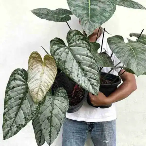 Philodendron Brandtianum (Node Propogation)