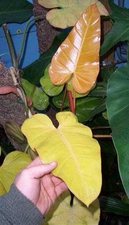 Philodendron Golden Erubescens