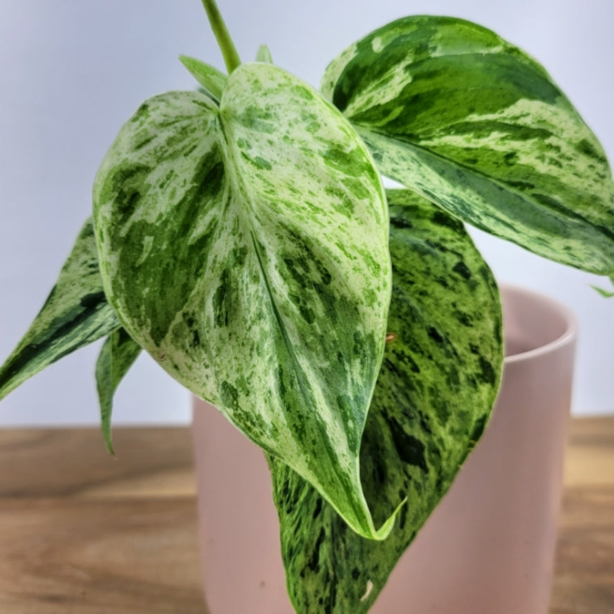 Philodendron Hederaceum variegated