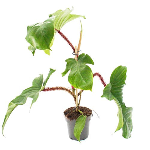 Philodendron Squamiferum