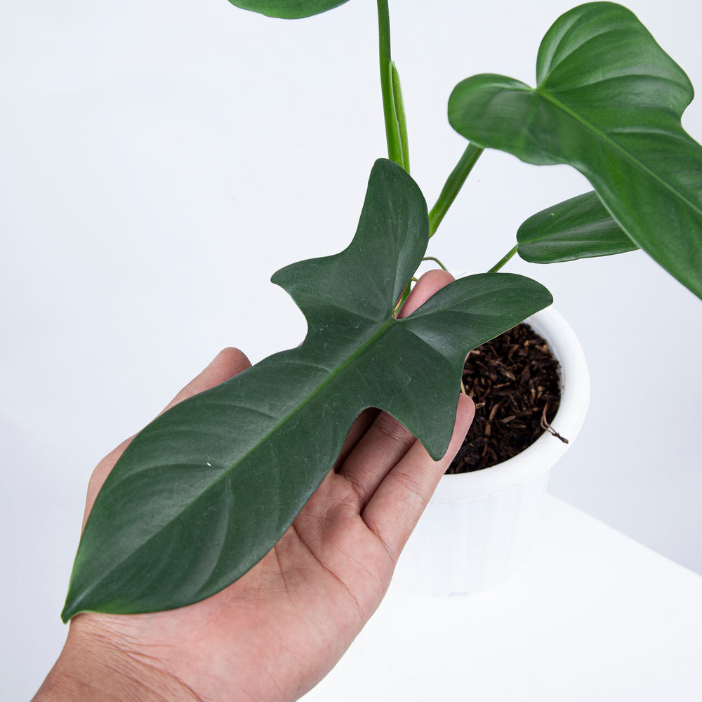 PHILODENDRON HORSE HEAD | BIPENNIFOLIUM PLANT