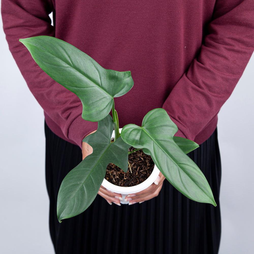 PHILODENDRON HORSE HEAD | BIPENNIFOLIUM PLANT