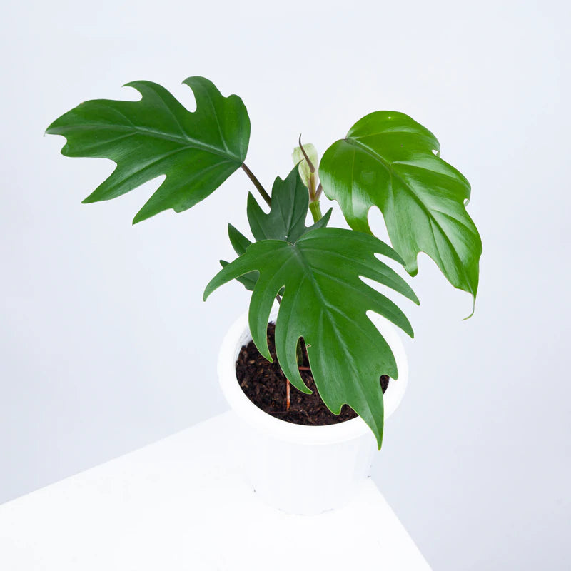 Philodendron Mayoi Plant